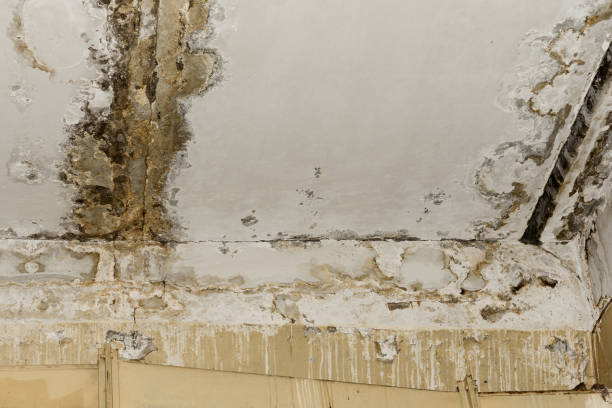 Best Black Mold Removal  in Bunnell, FL