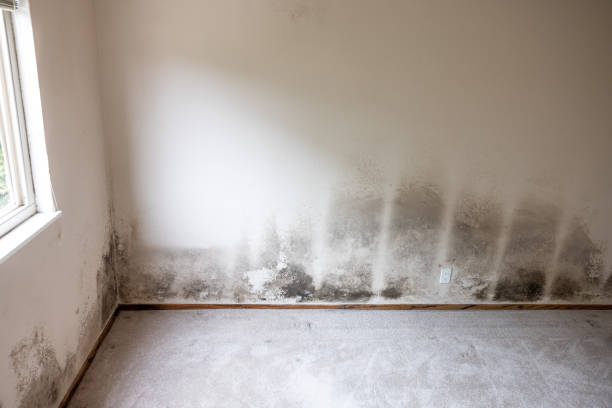 Mold Odor Removal Services in Bunnell, FL